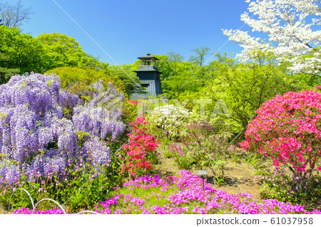 Spring blooming Numata Castle Ruins Park 4 61037958