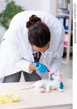 Young male doctor examining sick cat Young male doctor examining sick cat 61038127