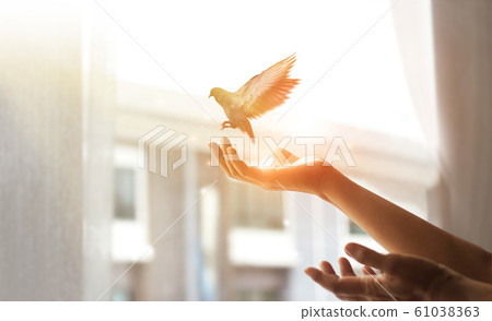 Woman praying and free the bird to nature from window at home on sunset background, hope concept 61038363