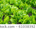 Fresh organic vegetable in garden 61038392
