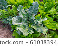 Fresh organic vegetable in garden 61038394
