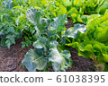 Fresh organic vegetable in garden 61038395