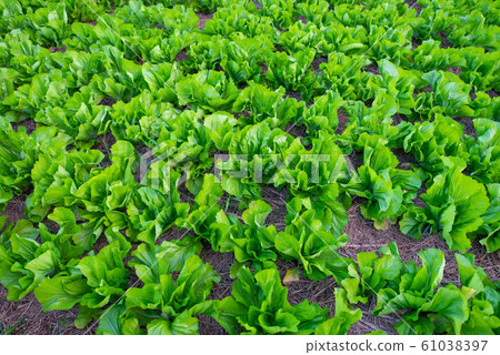 Fresh organic vegetable in garden Fresh organic vegetable in garden 61038397