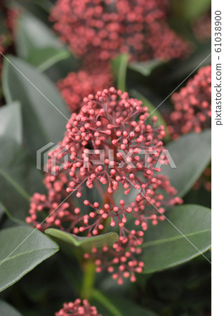 Skimmia Rubella 61038900