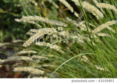 Hairy melic 61038901