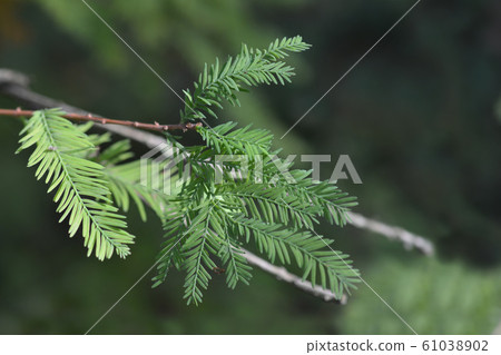 American bald cypress 61038902