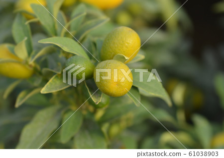 Kumquat 61038903