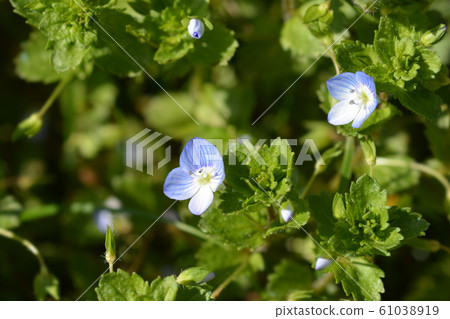 Birdeye speedwell 61038919