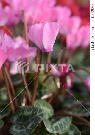 Persian cyclamen 61038920