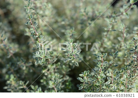 Silver Queen Lemon Thyme 61038921