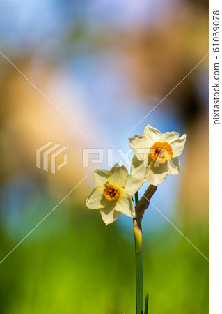 "Flowers and plants" Narcissus Winter "Flowers and plants" Narcissus Winter 61039078