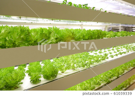 Image of growing lettuce in a plant factory 61039339