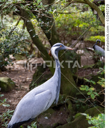 Anemone bird 61040729