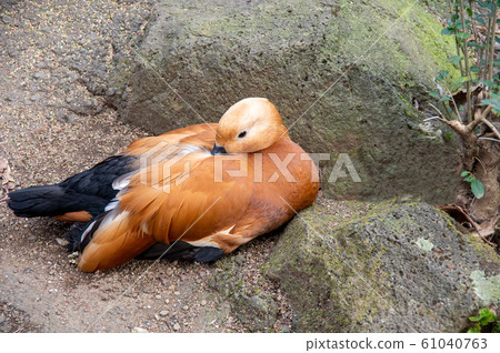 Red Shelduck Adult Bird 61040763
