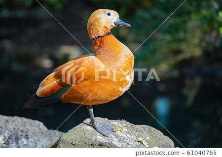 Red Shelduck Adult Bird 61040765