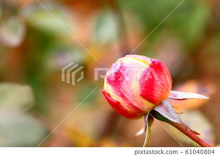 Zapoets Wife Bud Zapoets Wife Bud 61040804