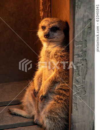 Meerkat Slicata 61040841