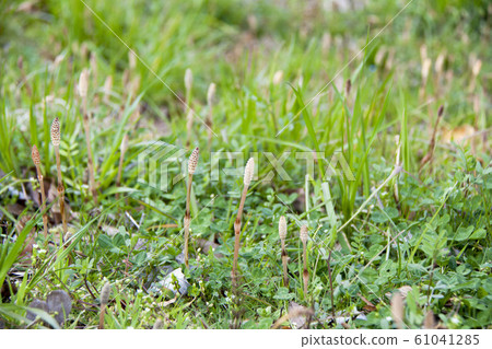 Horsetail that announces the arrival of spring 61041285