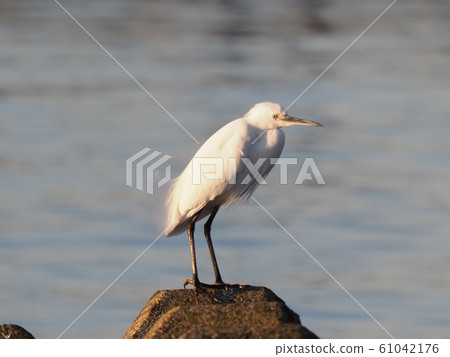 Kurosagi Kurosagi 61042176