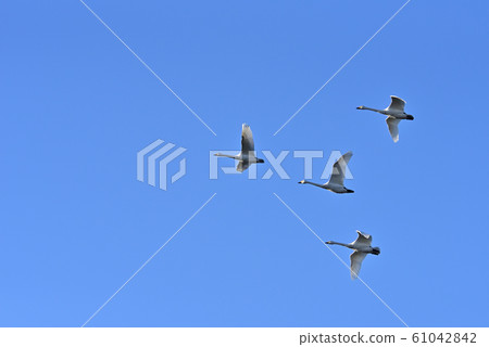 Swans fluttering 61042842