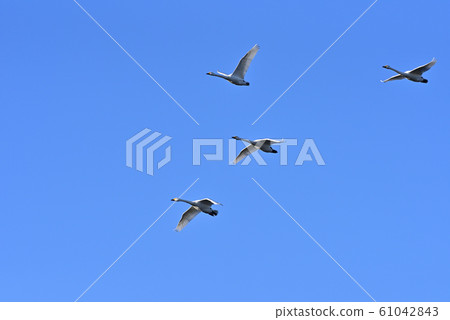 Swans fluttering 61042843