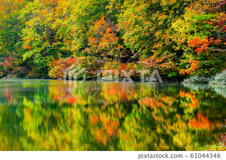 Autumn leaves at Myoko / Sennin Pond 61044346