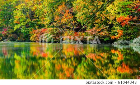 Autumn leaves at Myoko / Sennin Pond Autumn leaves at Myoko / Sennin Pond 61044348