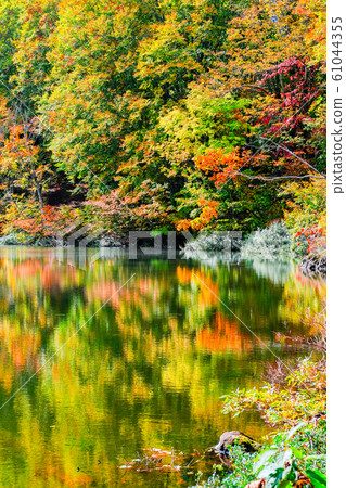 Autumn leaves at Myoko / Sennin Pond Autumn leaves at Myoko / Sennin Pond 61044355