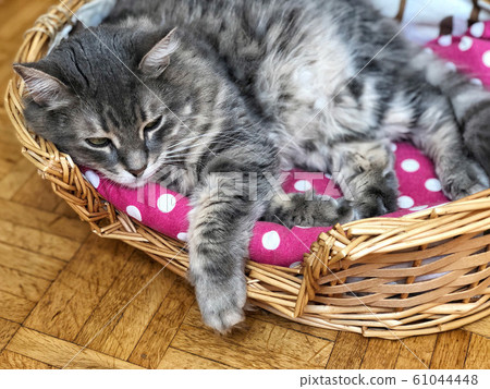 a cute gray cat resting in its basket a cute gray cat resting in its basket 61044448