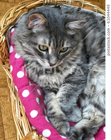 a cute gray cat resting in its basket a cute gray cat resting in its basket 61044449