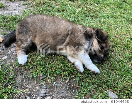 a cute puppy lying on grass a cute puppy lying on grass 61044468