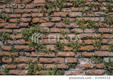 plants on a brick wall as a background 61044518