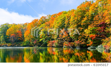 Autumn leaves at Myoko / Sennin Pond Autumn leaves at Myoko / Sennin Pond 61045017