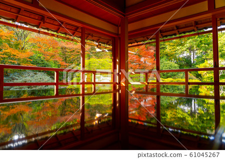 秋天的前竹林 61045267