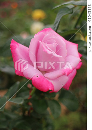 玫瑰天堂 61045558