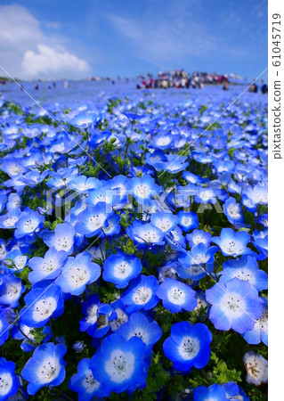 Nemophila山 日立海濱公園 日本茨城縣日立花市 四月下旬 照片素材 圖片 圖庫
