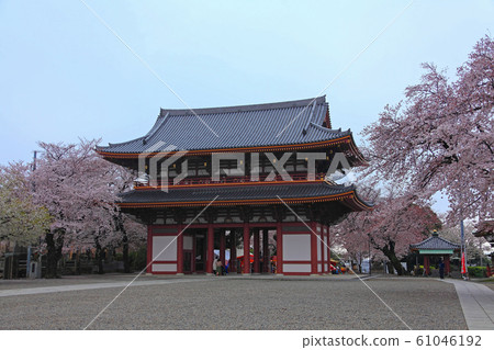 Somei Yoshino surrounding Ikegami Honmonji Niomon 61046192