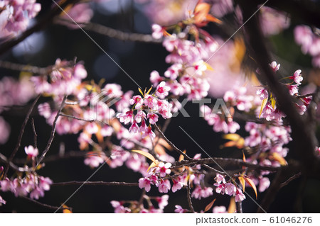 Pink flowers blooming in the garden. Pink flowers blooming in the garden. 61046276