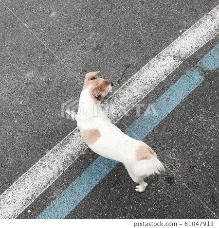 Suddenly met puppy 61047911