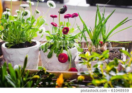 Flower pots for small garden, patio or terrace. Seedlings of spring beautiful flowers in a wooden box. Flower pots for small garden, patio or terrace. Seedlings of spring beautiful flowers in a wooden box. 61048939