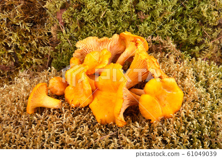Yellow chanterelles mushrooms Yellow chanterelles mushrooms 61049039