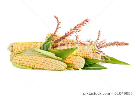 Corn in cobs Corn in cobs 61049095