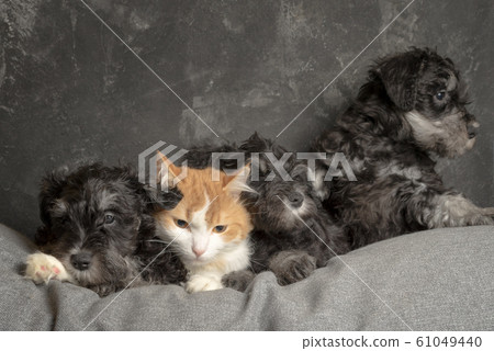 Threes schnauzer puppies and ginger cat laying on Threes schnauzer puppies and ginger cat laying on 61049440