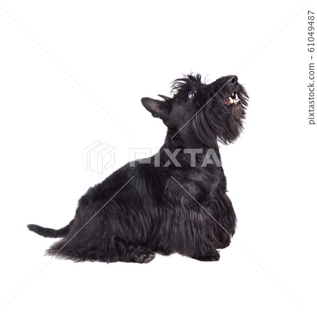 Black scotch terrier 61049487