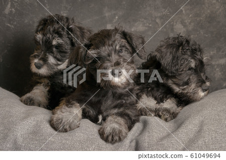 Three schnauzer puppies sitting on the sofa, close Three schnauzer puppies sitting on the sofa, close 61049694