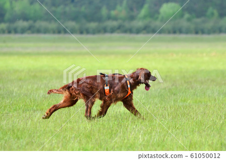 Hunting with setter 61050012