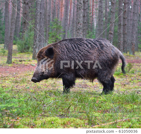 Big wild boar 61050036
