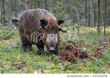 Wild boar 61050038