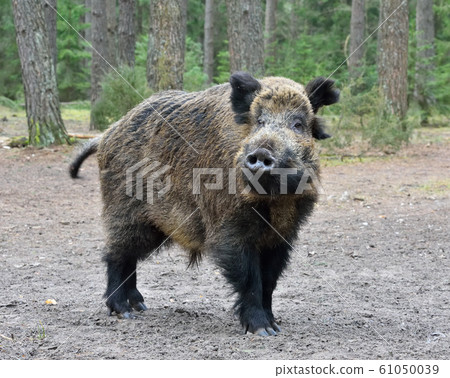 Wild boar 61050039