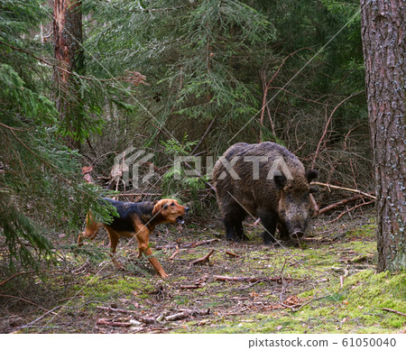 Hunting dog attack wild boar 61050040